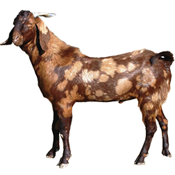 Sirohi Goat